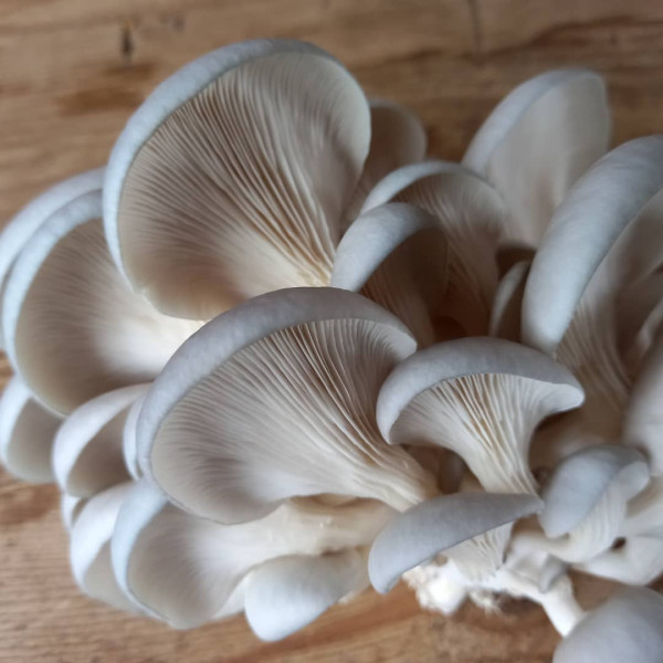 Thumbnail image for Grey oyster mushrooms