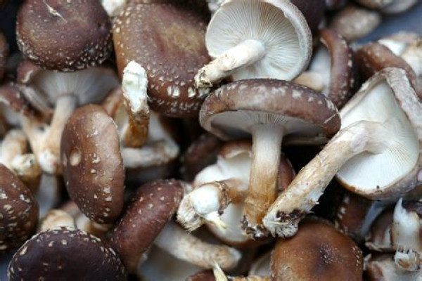 Thumbnail image for Shiitake mushrooms