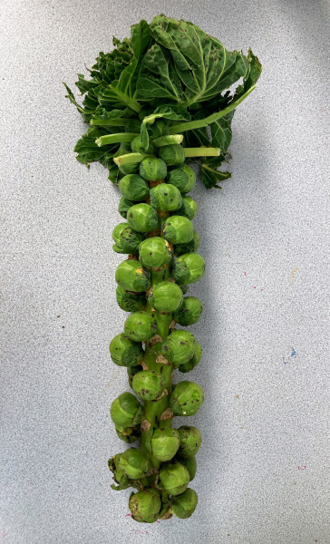 Thumbnail image for Brussels Sprouts (whole stalk)