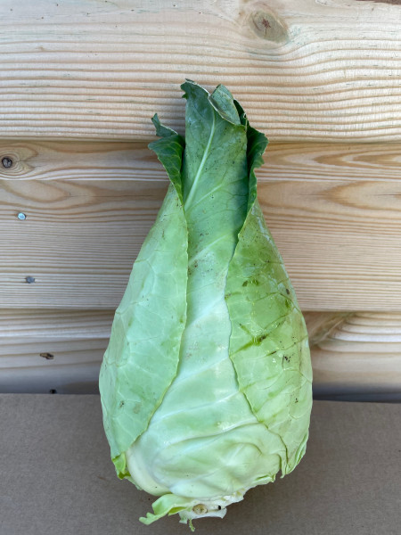 Thumbnail image for Cabbage, Pointed/Hispi