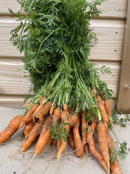 Thumbnail image for Carrots, bunched