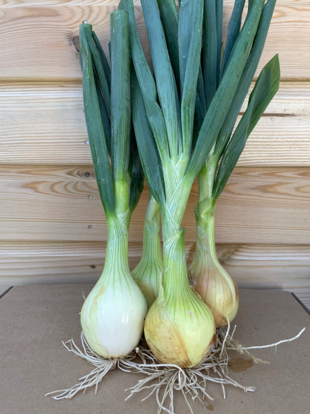 Thumbnail image for Onions, green, with tops