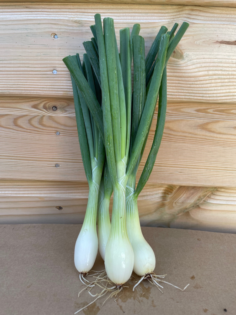 Product picture for Spring onions