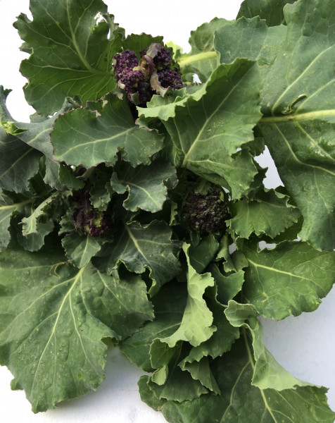 Thumbnail image for Purple Sprouting Broccoli