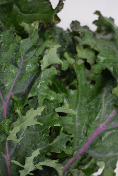 Thumbnail image for Kale, Red Russian
