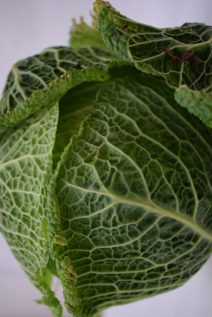 Product picture for Cabbage, Savoy