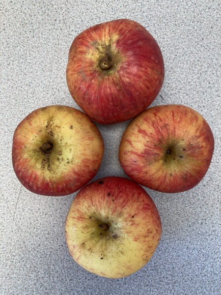 Thumbnail image for Cooking apples