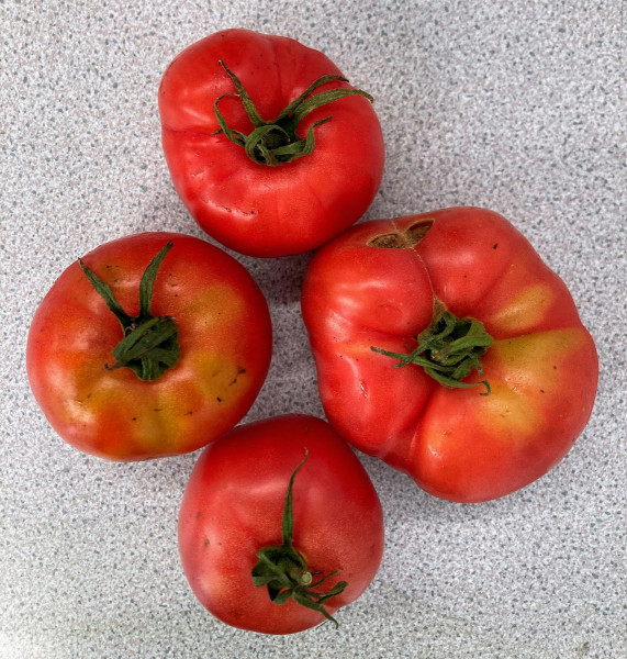 Thumbnail image for Tomatoes, Beefsteak Marmande
