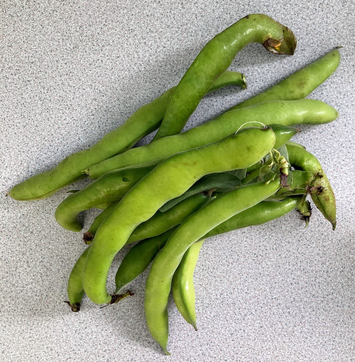 Product picture for Broad beans
