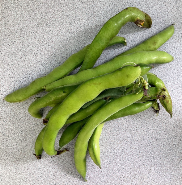 Thumbnail image for Broad beans