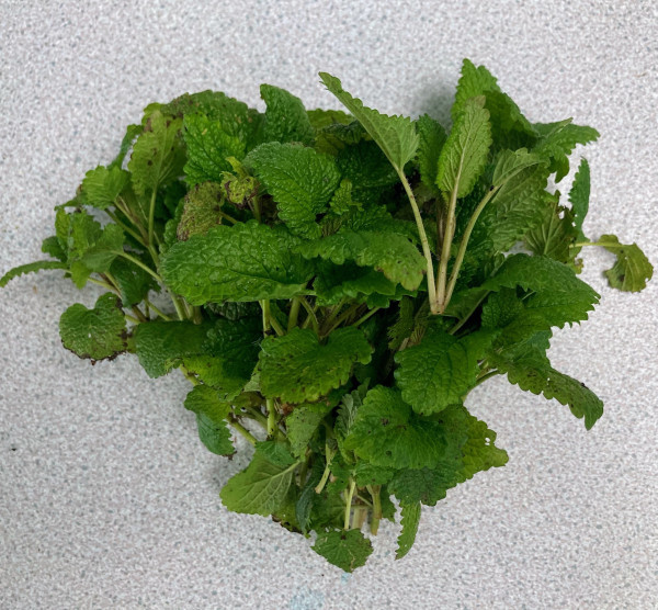Thumbnail image for Lemon balm