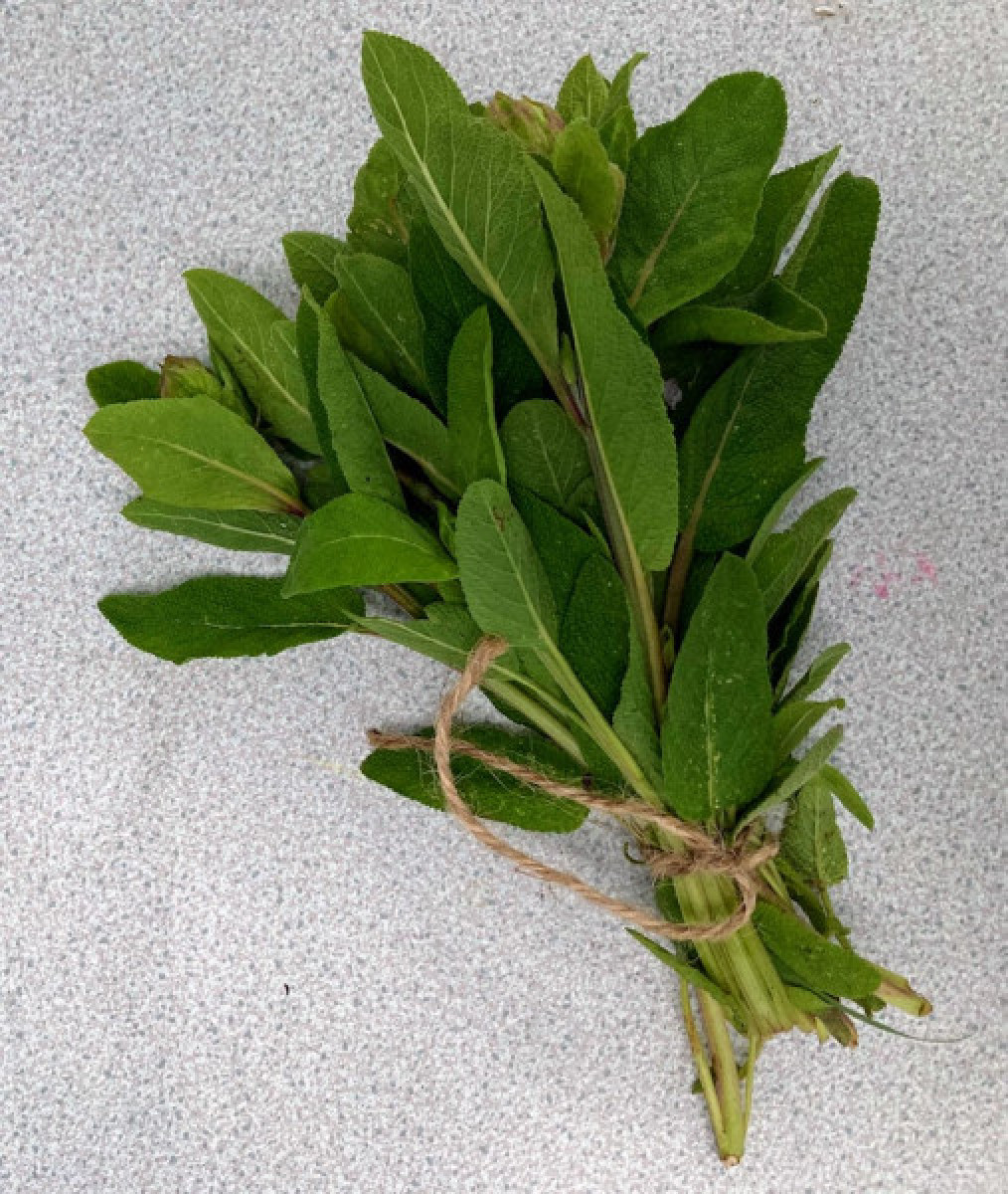 Product picture for Sage- small bunch