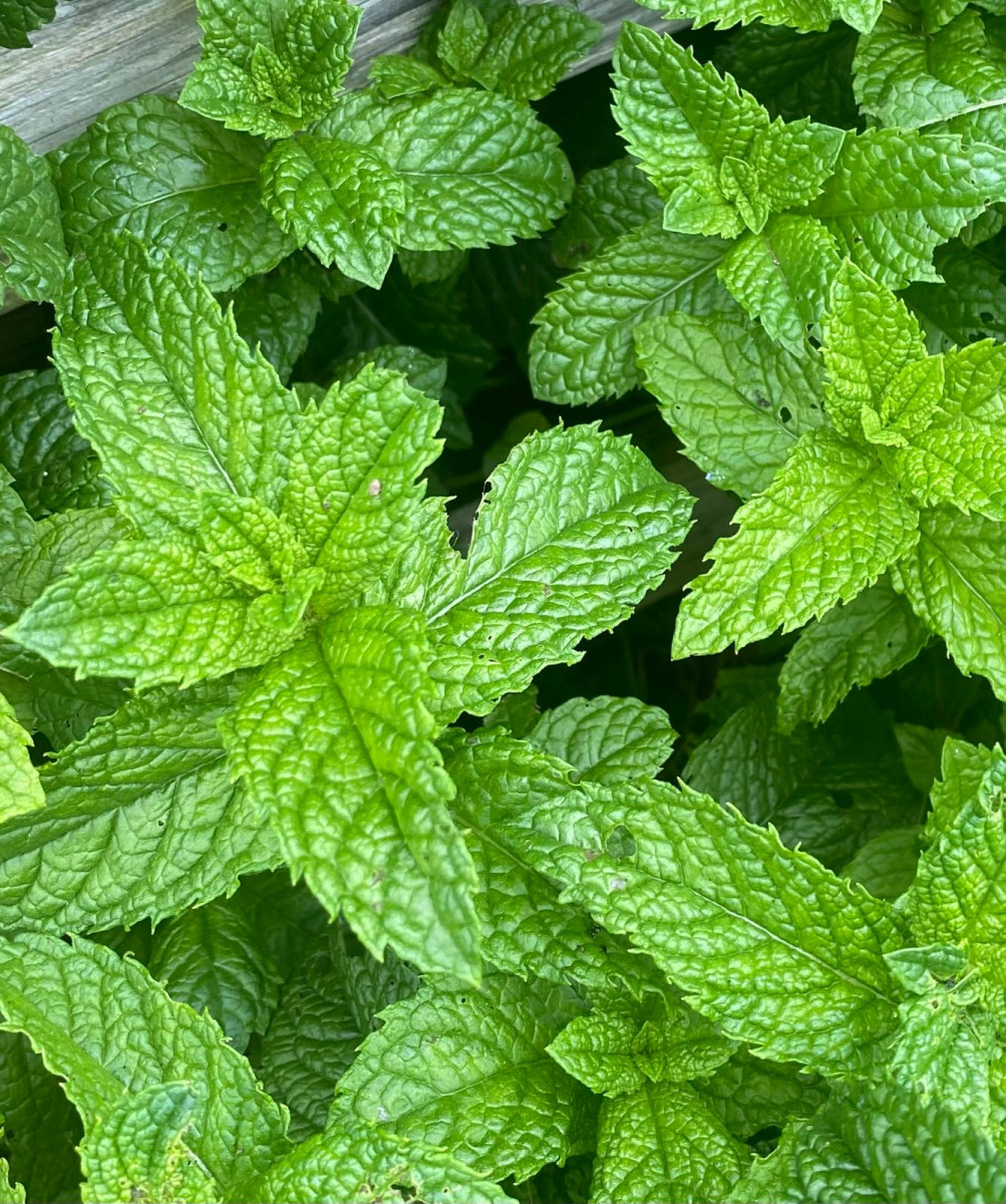 Product picture for Thyme