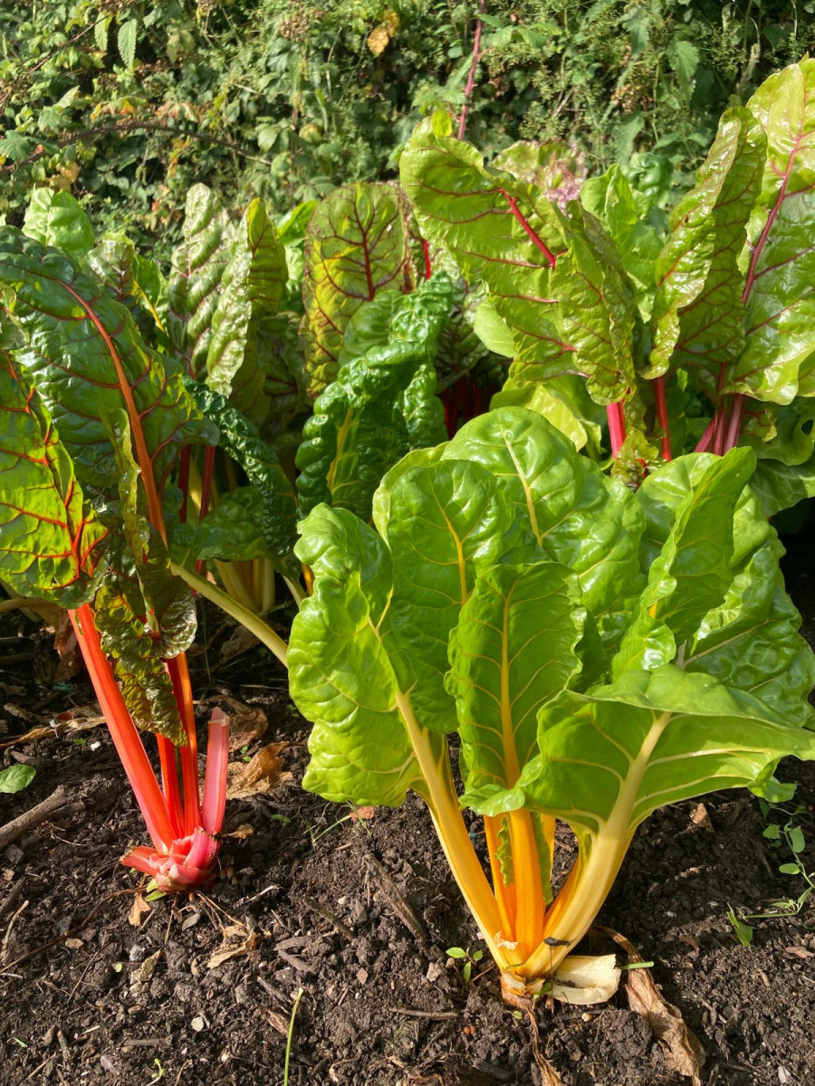Product picture for Chard- Rainbow