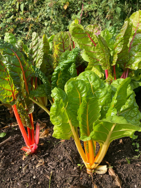 Thumbnail image for Chard- Rainbow