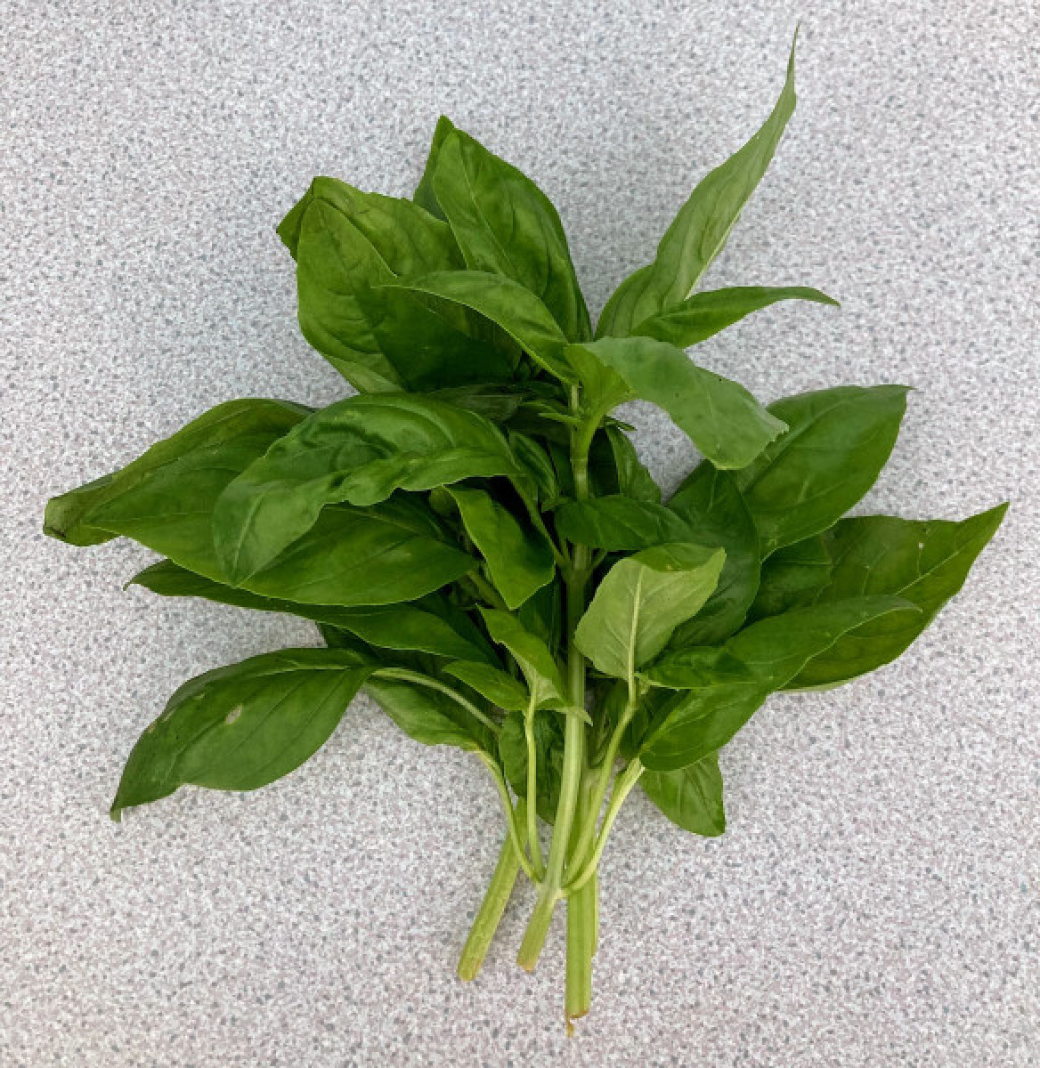 Product picture for Basil