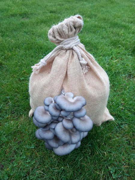 Thumbnail image for Grey Oyster Mushroom Grow Kit