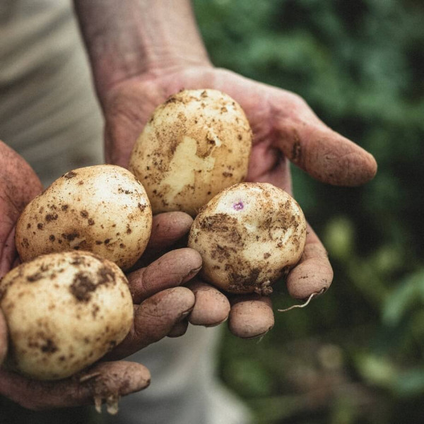 Thumbnail image for Potatoes, White - UK