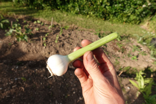 Thumbnail image for Garlic, fresh