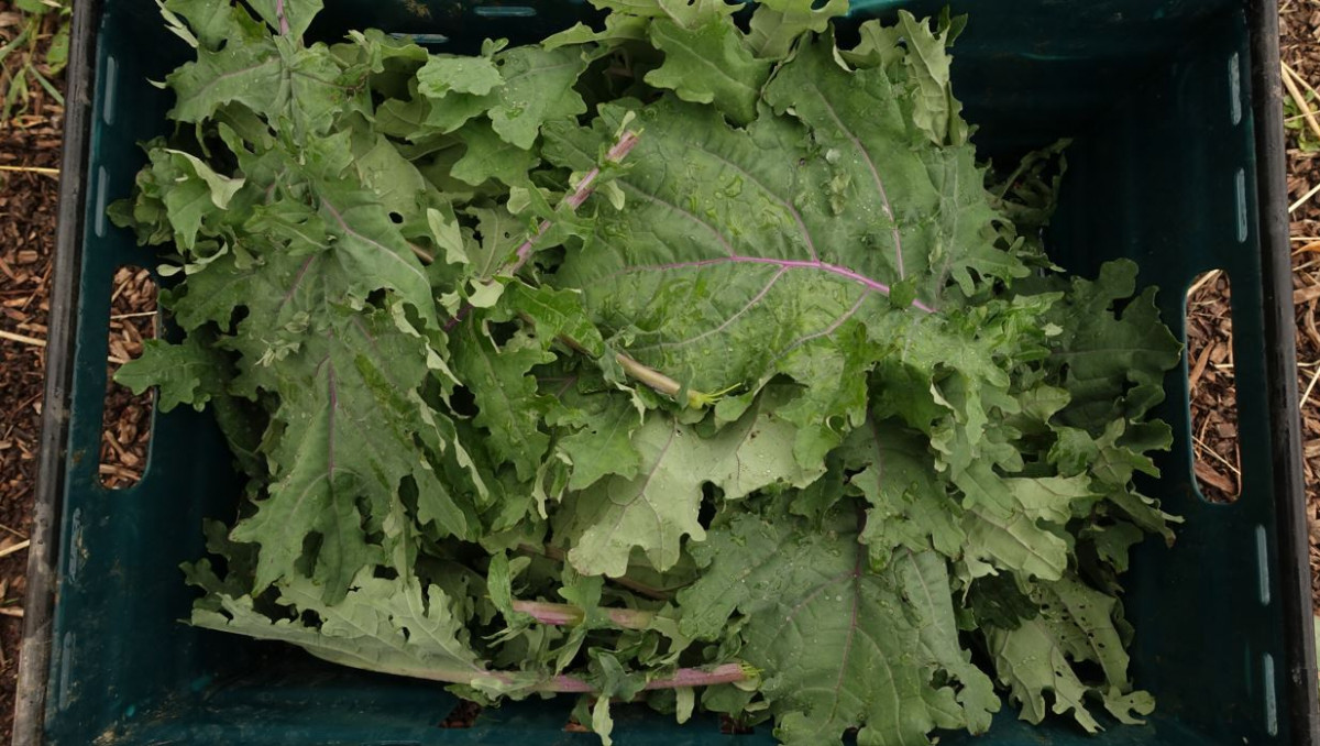 Product picture for Kale, Ragged Jack