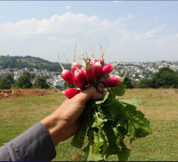 Thumbnail image for Radish