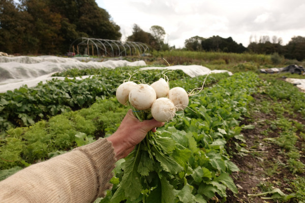 Thumbnail image for Salad Turnips
