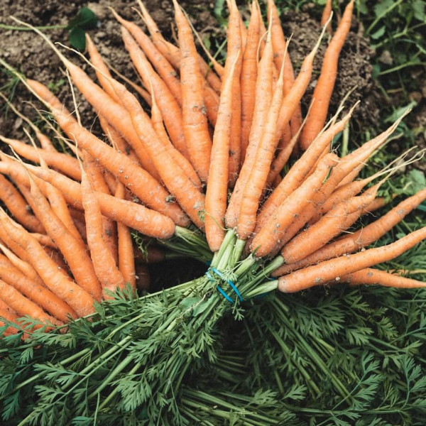 Thumbnail image for Bunched carrots - UK