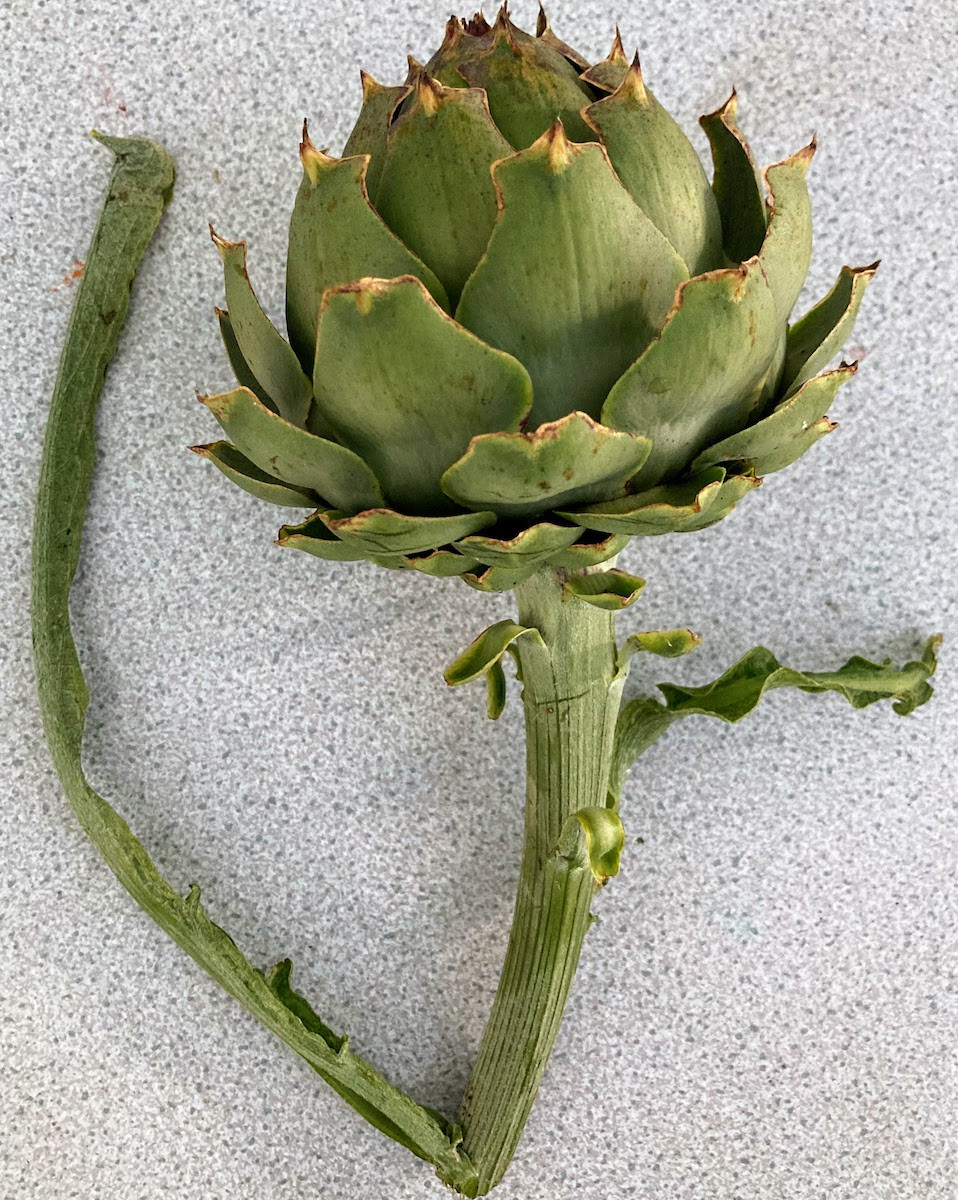 Product picture for Globe artichoke, medium