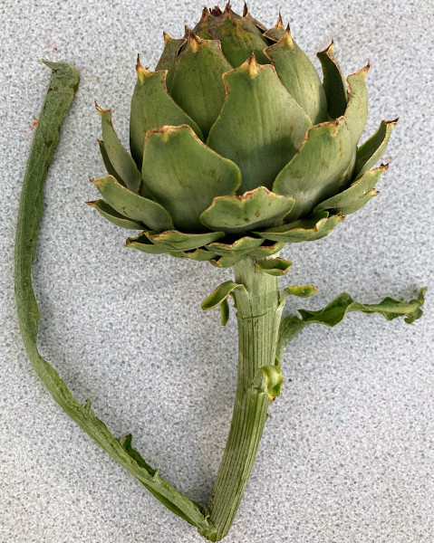 Thumbnail image for Globe artichoke, medium
