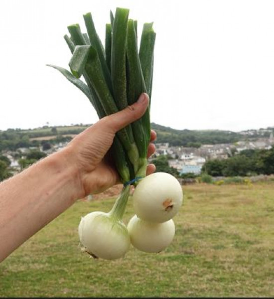 Thumbnail image for Onions, white, fresh