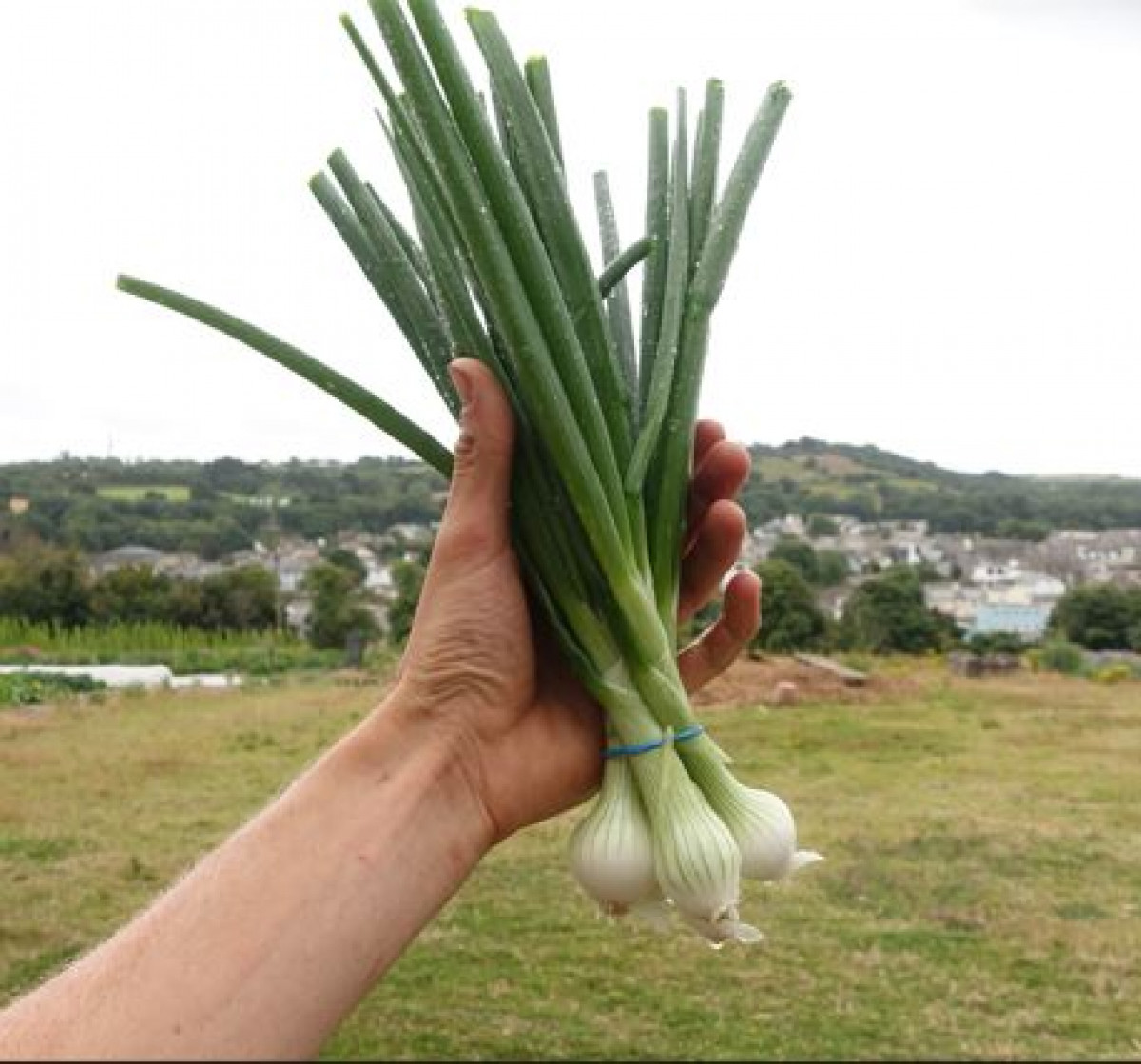 Product picture for Onions, spring