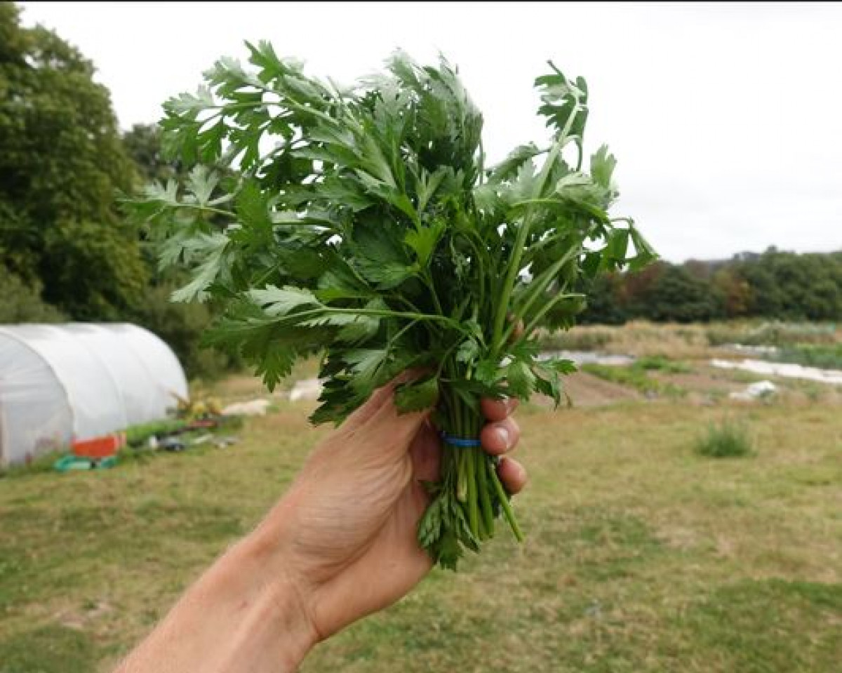 Product picture for Parsley, flat-leaved