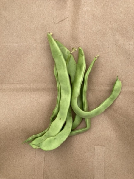 Thumbnail image for Flat Beans