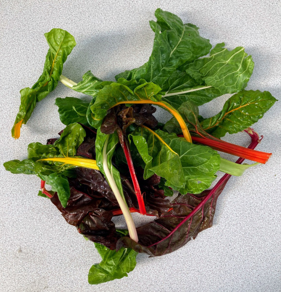 Thumbnail image for Chard, rainbow
