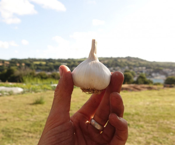 Thumbnail image for Garlic