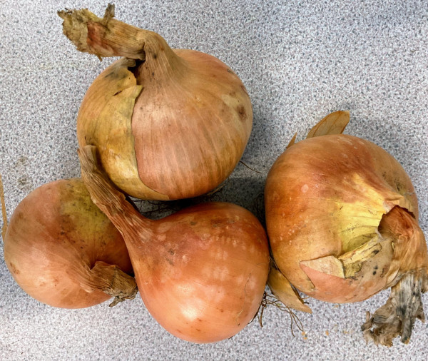 Thumbnail image for Onions, white