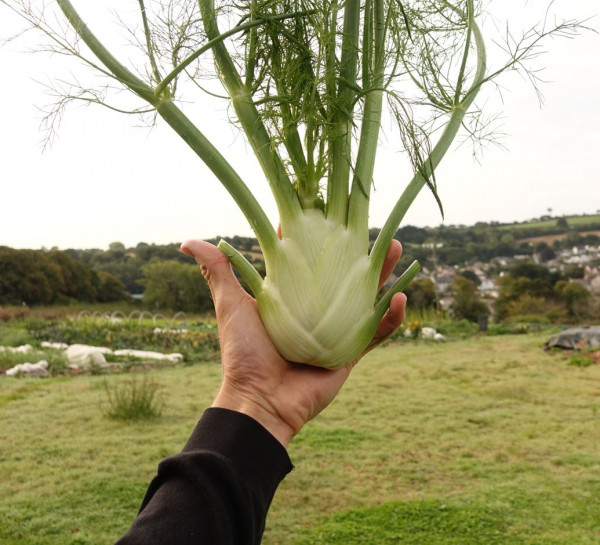 Thumbnail image for Fennel bulb