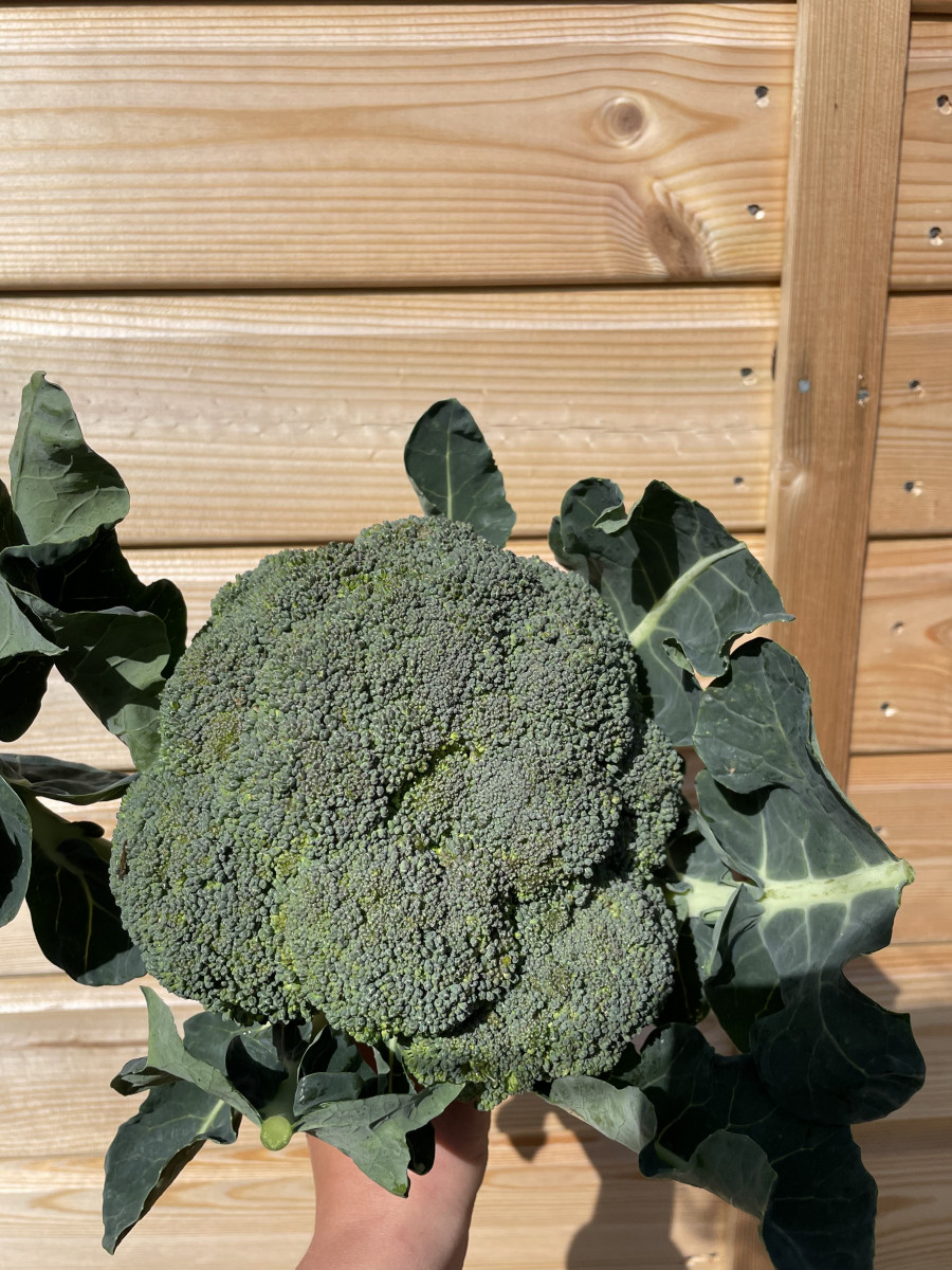 Product picture for Calabrese broccoli