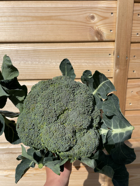 Thumbnail image for Calabrese broccoli