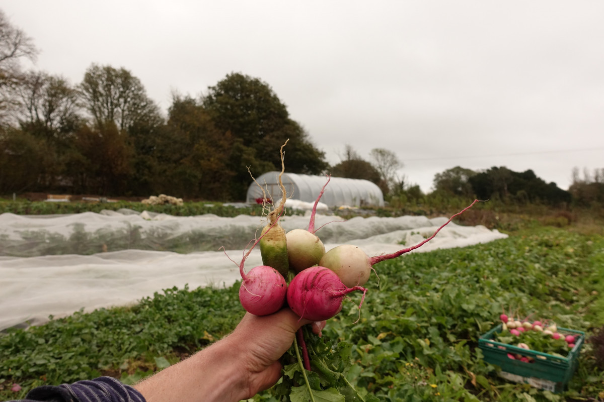 Product picture for Radish, Winter (Rainbow)