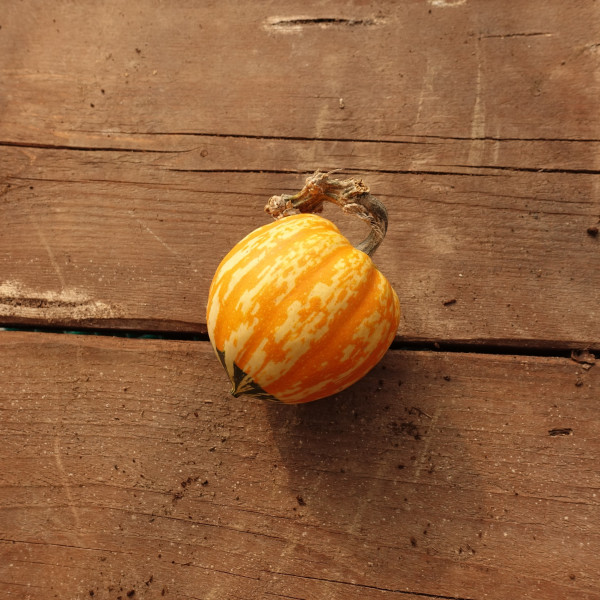 Thumbnail image for Squash, Winter - Celebration