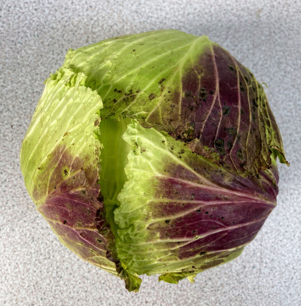 Thumbnail image for Cabbage, January King