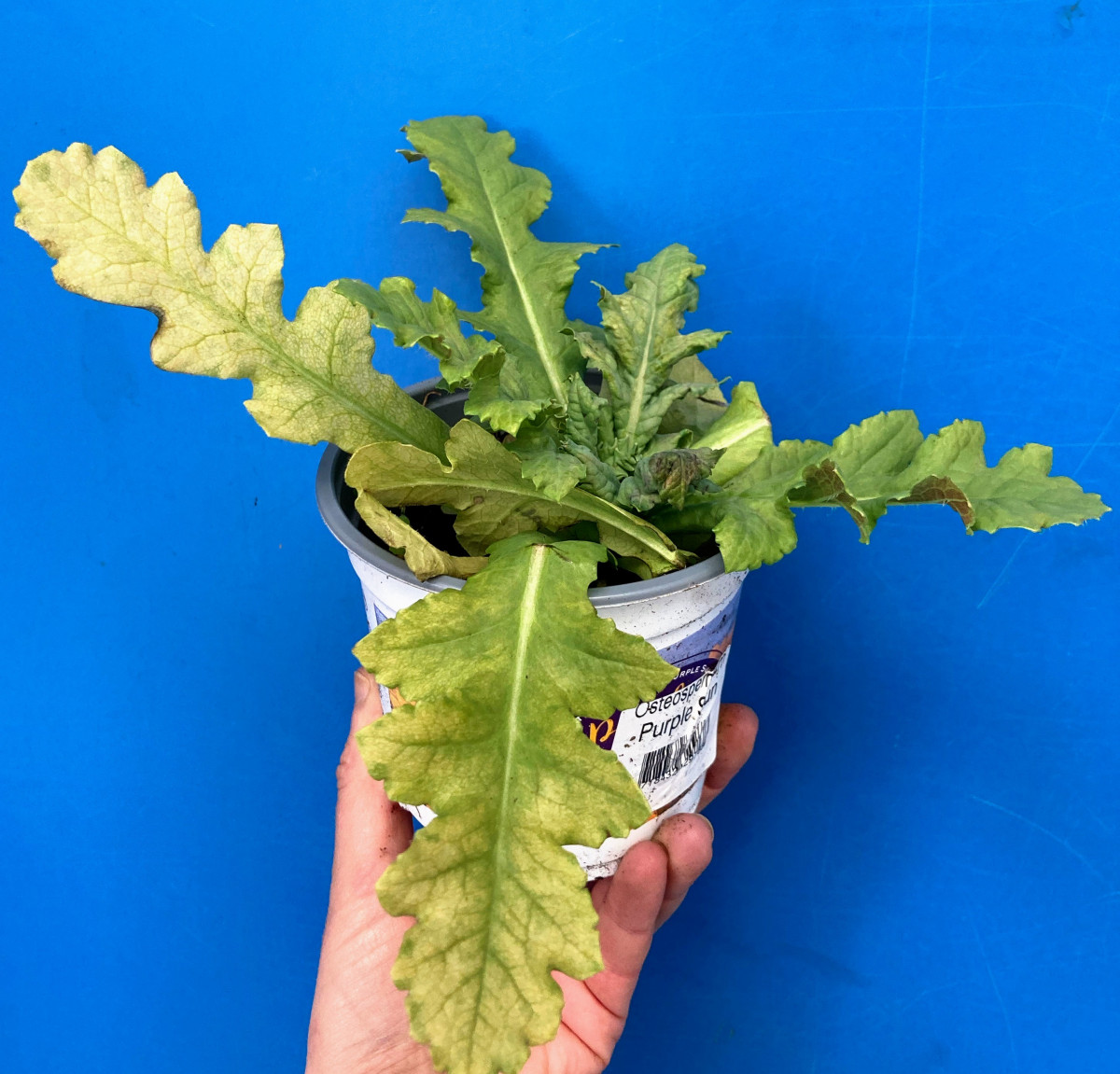 Product picture for Broad bean plant