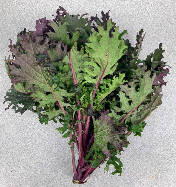 Thumbnail image for Kale, Red Russian