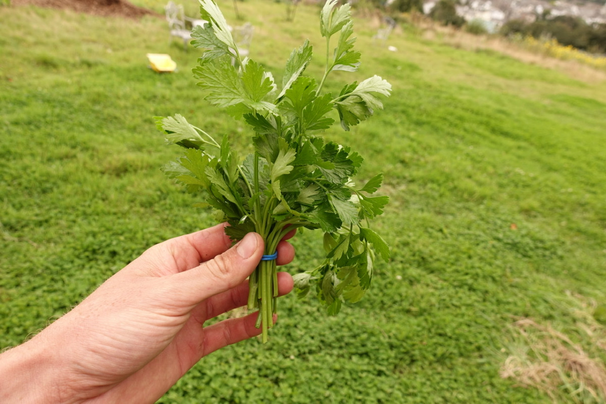 Product picture for Parsley, flat-leaved