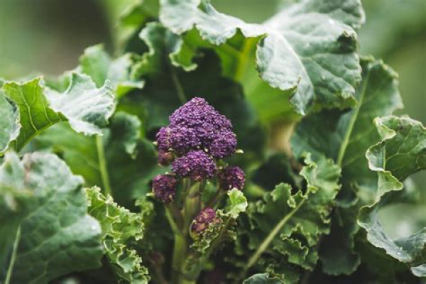 Thumbnail image for Purple Sprouting Broccoli
