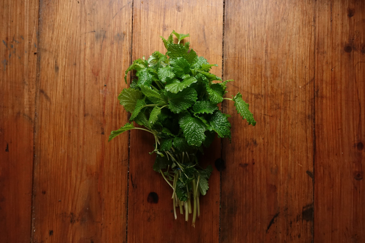 Product picture for Lemon Balm