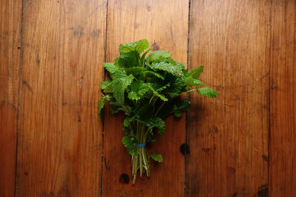 Product picture for Lemon Balm
