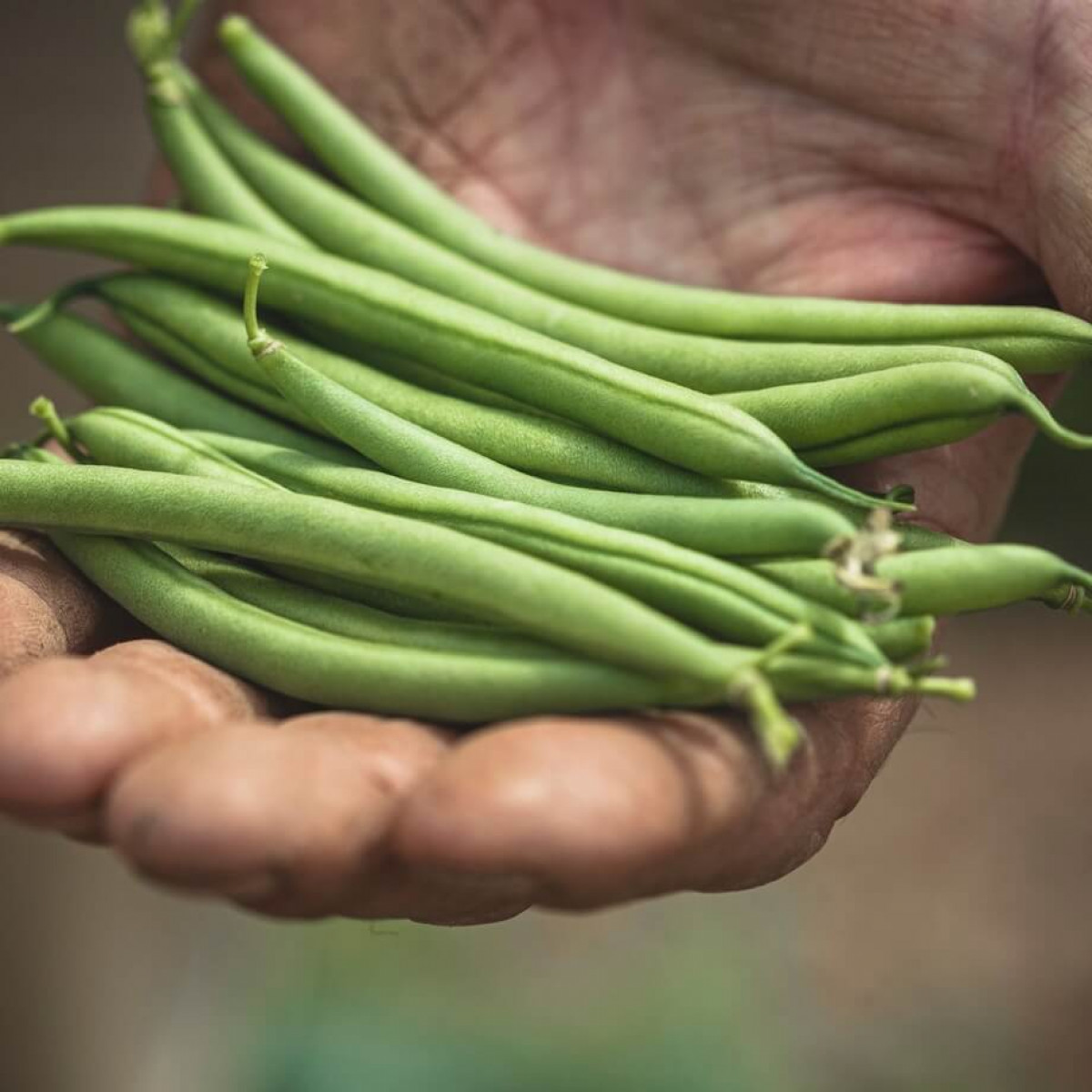 Product picture for French Beans 250g