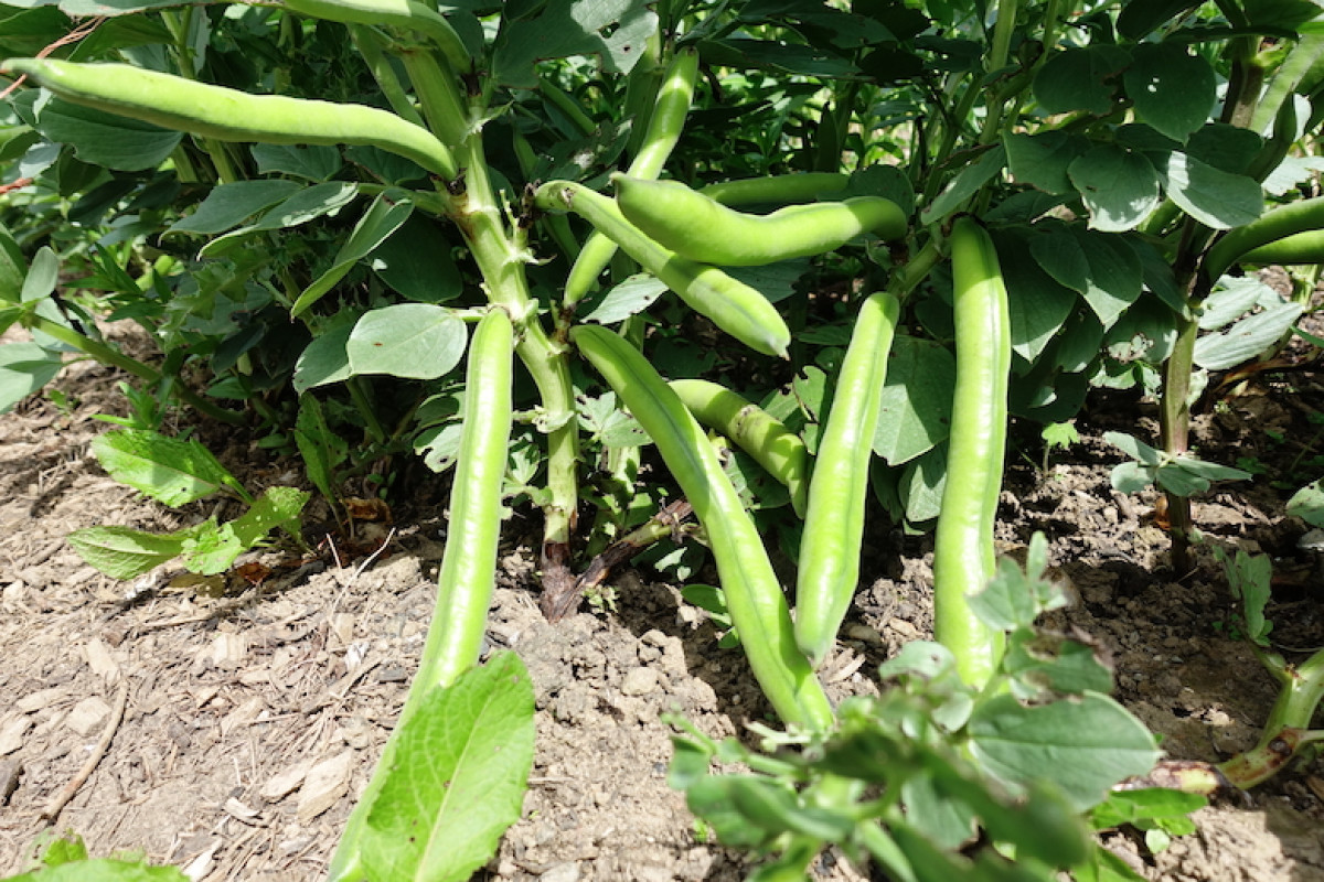 Product picture for Broad Beans